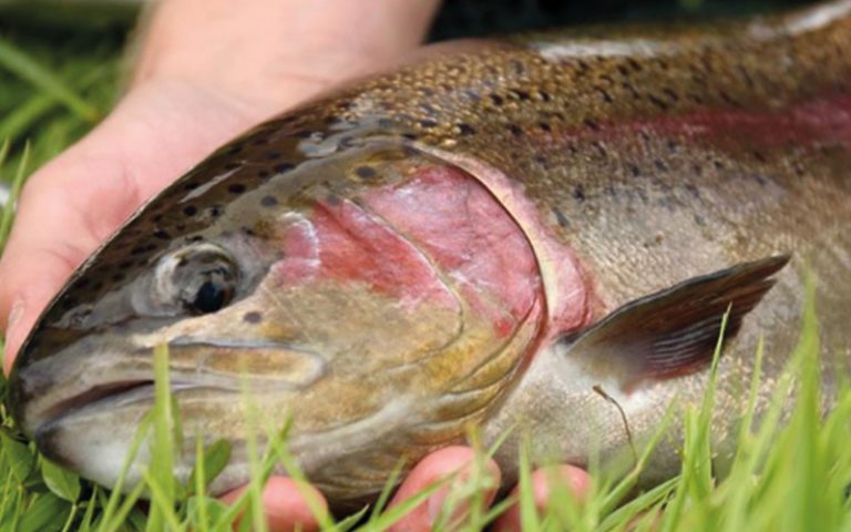 A dedication to Chalk Stream Trout – Sailbrand